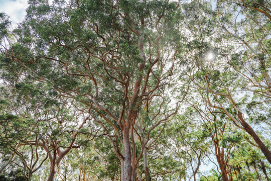 Sprawling gum trees in the Australian bush with sunburst