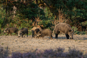 Wild boar (Sus scrofa), also known as  swine, wild pig or Eurasian wild pig. These wild boar are...