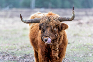 Scottish highlander or Highland cow cattle (Bos taurus taurus) in a national park in the Veluwe Region in the Netherlands. 