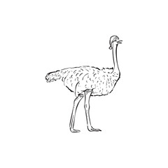 A black and white emu wearing a christmas hat. Feathered animal, flightless bird, black and white vector. 