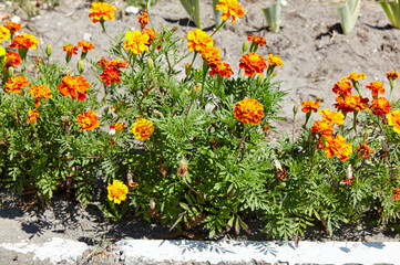 Tagetes patula french marigold yellow orange flower in open ground. Close up beautiful Marigold Petite Harmony flower and leaf in park. Selective focus