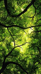 Fototapeta premium A Look Upward Through a Dense Canopy of Lush Green Leaves