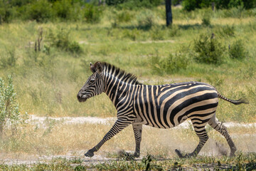 Zebra running in the Nkasa Rupara National Parks (was Mamili NP) in the Caprivi Strip in Namibia © henk bogaard
