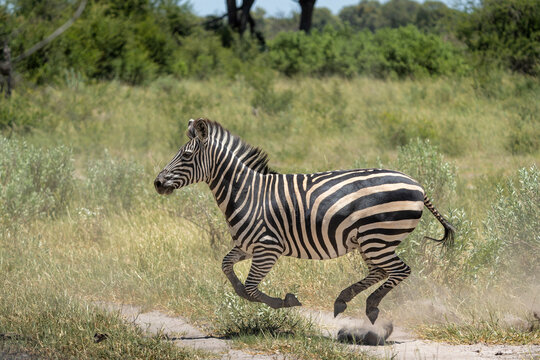 Zebra running in the Nkasa Rupara National Parks (was Mamili NP) in the Caprivi Strip in Namibia