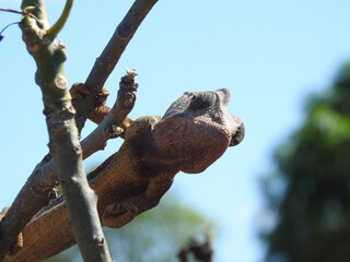 Chamäleon versteckt sich zwischen Ästen auf einem Baum, Madagascar