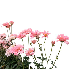 Obraz premium Pink Flowers Isolated on Transparent Background