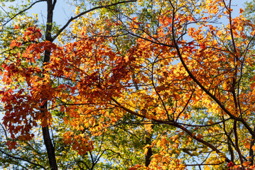 Brilliant Fall Colored Leaves In The Trees Along The Fox River Trail In Wisconsin