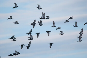 flock of rock pigeons flying by