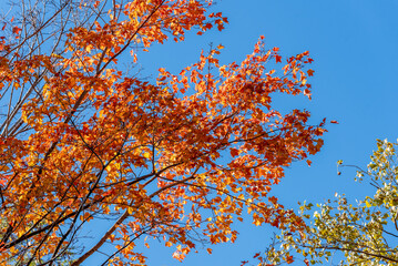 Brilliant Fall Colored Leaves In The Trees Along The Fox River Trail In Wisconsin