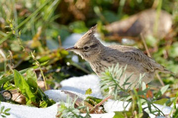 skylark, grass and snow