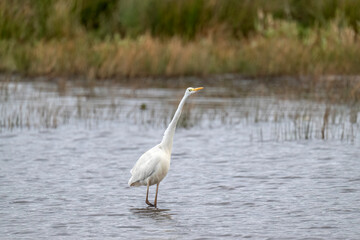 Great White Egret in a lake