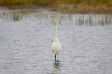 Great White Egret in a lake
