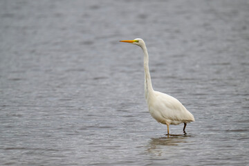 Great White Egret in a lake
