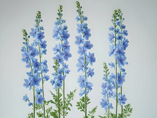 A bouquet of blue delphinium flowers arranged vertically against a light background.