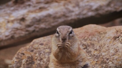 Portrait of a Xerus Inauris in a zoo