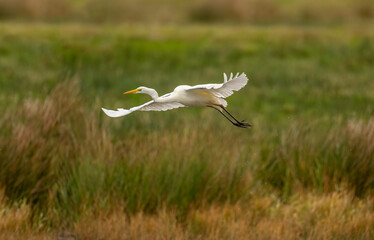 Great White Egret in a lake