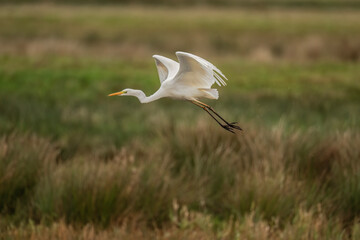 Great White Egret in a lake