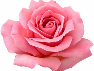 A close-up of a beautiful pink rose, showcasing its delicate petals and vibrant color.
