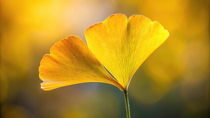 Yellow ginkgo leaves reflecting on water surface in autumn