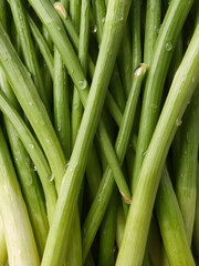 Obraz premium Close up of fresh green spring onions