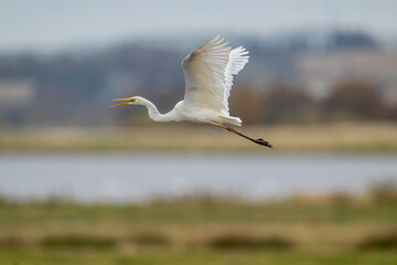 Great White Egret in a lake