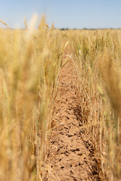 Looking along the row of a cereal crop in drought