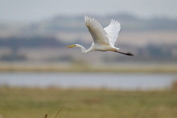 Great White Egret in a lake