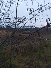 капли на ветке дерева в лесу