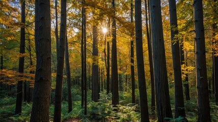 Obraz premium Golden autumn sunlight filters through tall trees in a serene forest during a tranquil afternoon communion with nature. Generative AI