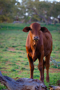 Portrait framing of large brown cow facing forward with rural station backdrop