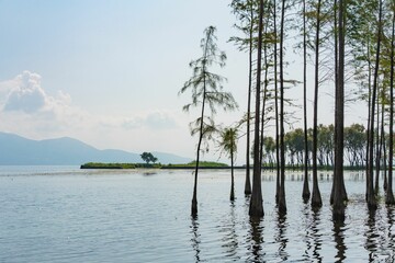 Scenic lake view with trees and mountains.