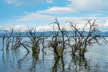 Bare Trees in a Calm Lake