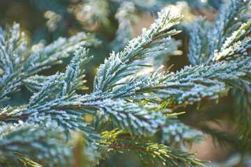 frozen fir green branch in winter