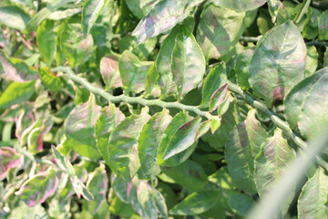 close-up of Euphorbia tithymaloides leaves