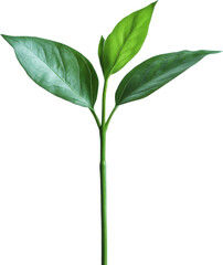 Obraz premium Young green plant with three leaves on transparent background