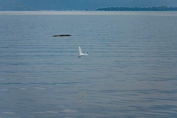White egret flying over a serene lake.