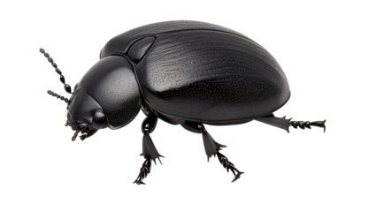 Black beetle on white isolated background