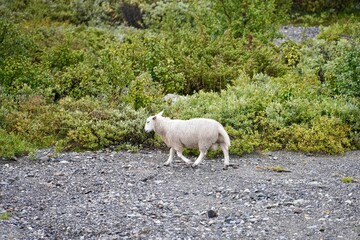Obraz premium Ovis aries sheep walks by grass at the daytime in the Norwegian mountains, north of Dovre