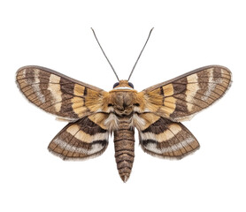 Moth, white isolate background