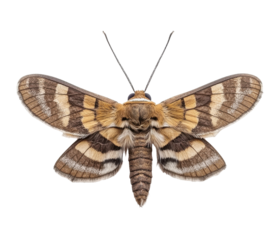Moth, white isolate background