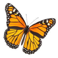 Fototapeta premium Vibrant butterfly with orange wings, isolated.