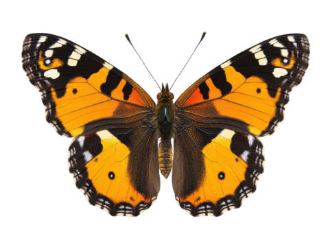Butterfly with vibrant orange wings