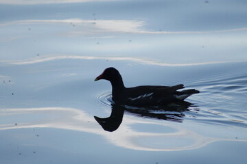 African Common Moorhen, Gallinuls chloropus meridionalis, silhoutte water reflection