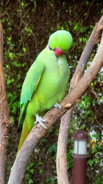 vibrant green parrot with a red beak perched on a branch. Indian ringnecked parakeet