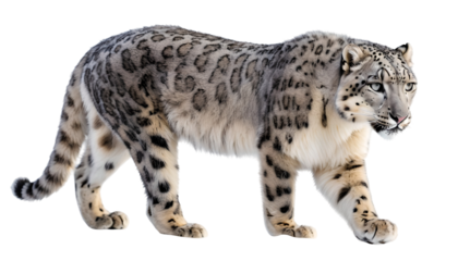 snow leopard png, snow leopard walking, snow leopard isolated on white transparent background