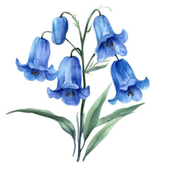 beautiful watercolor illustration of blue bell flowers, showcasing their delicate petals and vibrant color. composition highlights natural elegance of these blooms, perfect for floral designs