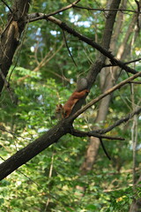 Curious Squirrel Perched on Branch in Lush Green Forest