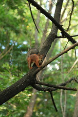 Curious Squirrel Perched on Branch in Lush Green Forest