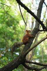 Curious Squirrel Perched on Branch in Lush Green Forest