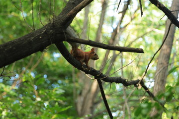 Curious Squirrel Perched on Branch in Lush Green Forest